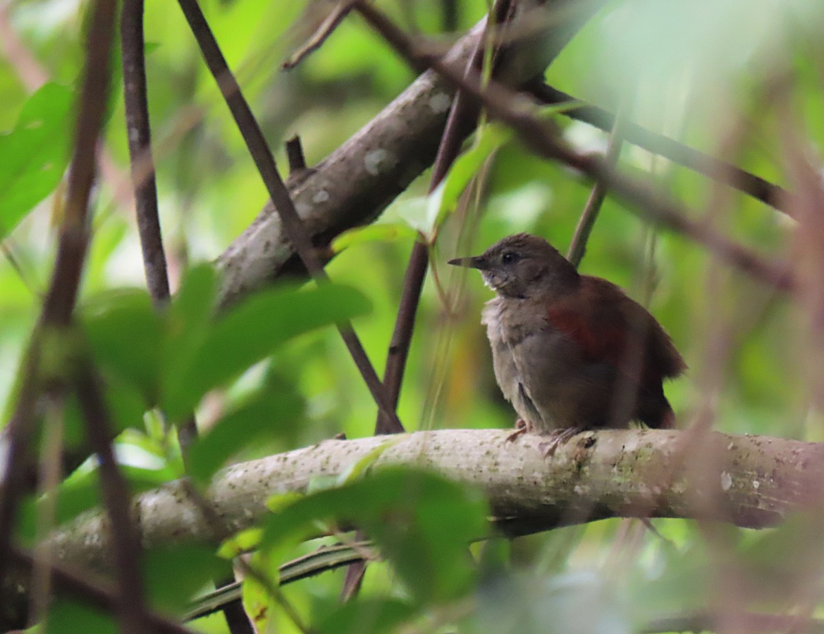 Marañon Spinetail - ML426985551