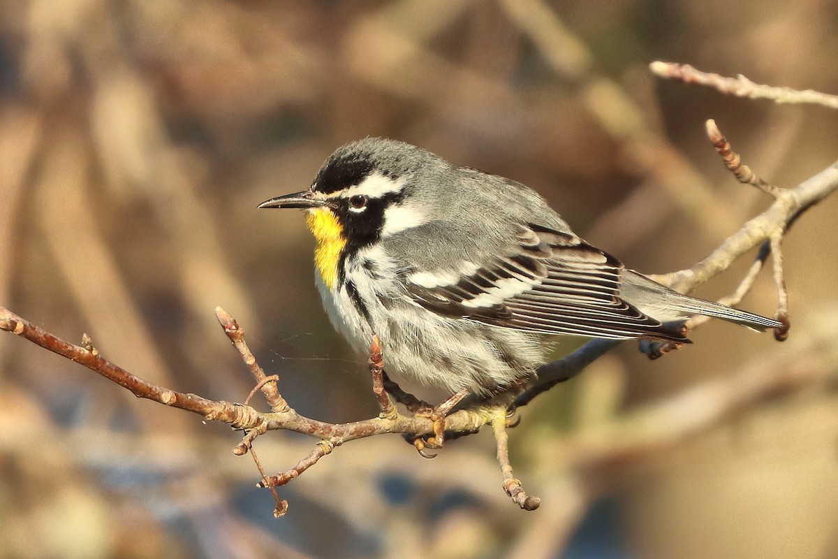 Yellow-throated Warbler - ML426986991