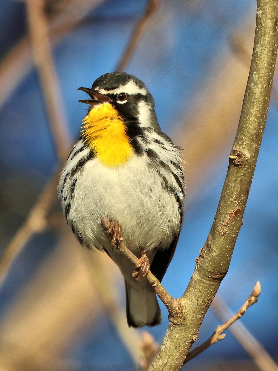 Yellow-throated Warbler - ML426987021