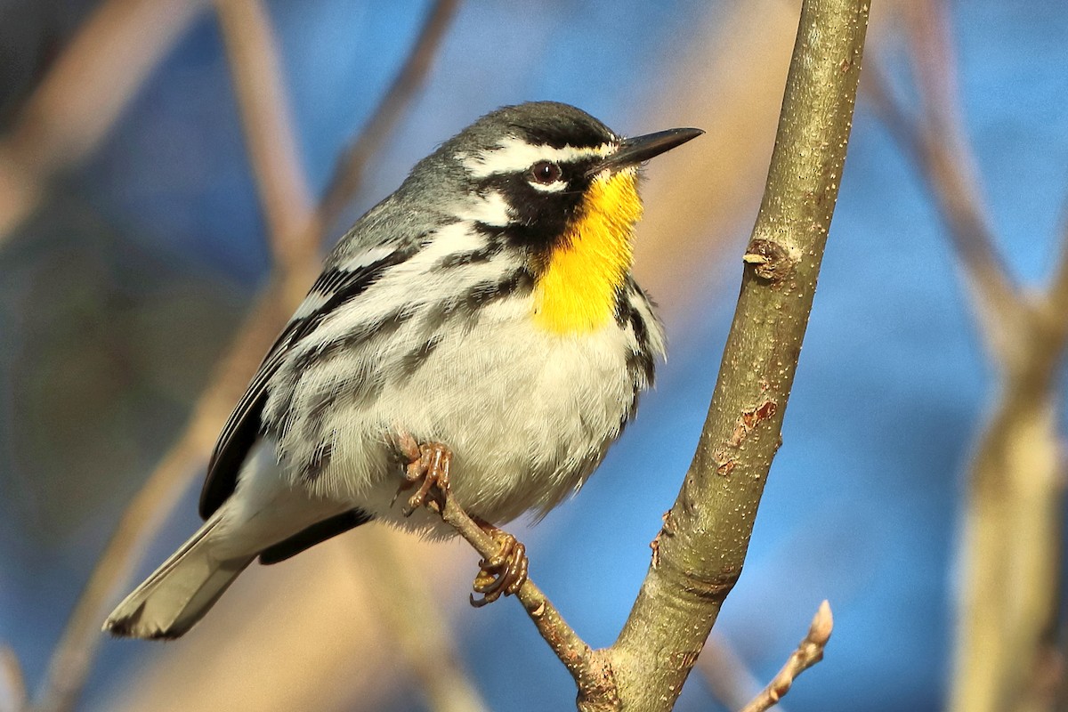 Yellow-throated Warbler - ML426987031