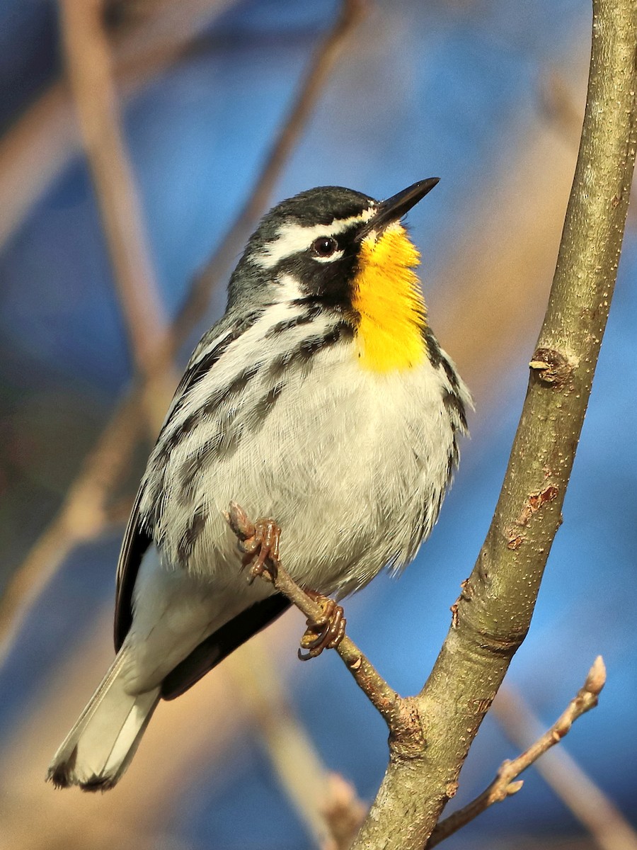 Yellow-throated Warbler - ML426987061