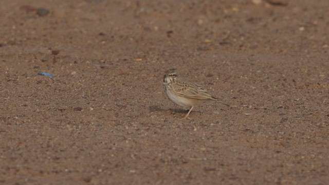 Crested Lark - ML426987271