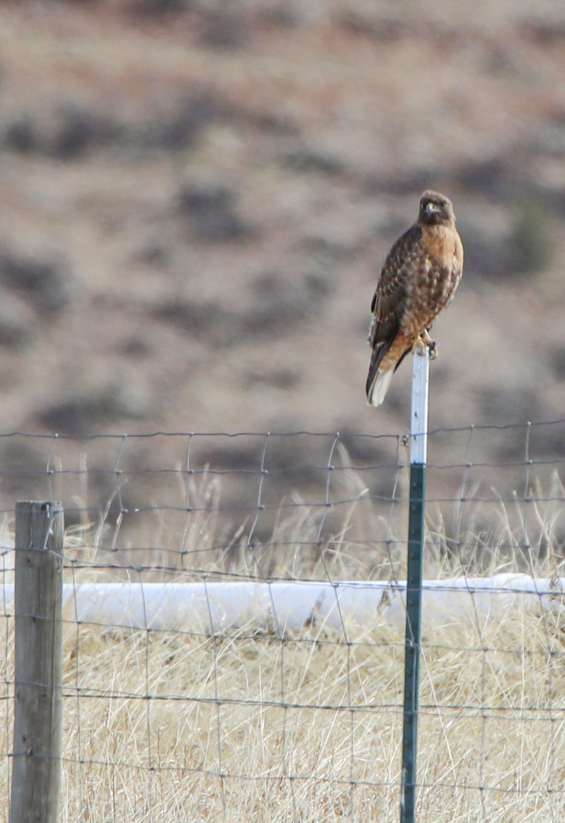 Rotschwanzbussard - ML426988811