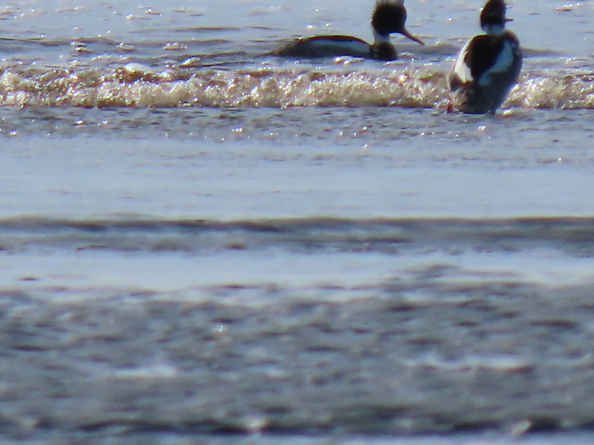 Red-breasted Merganser - ML426988881