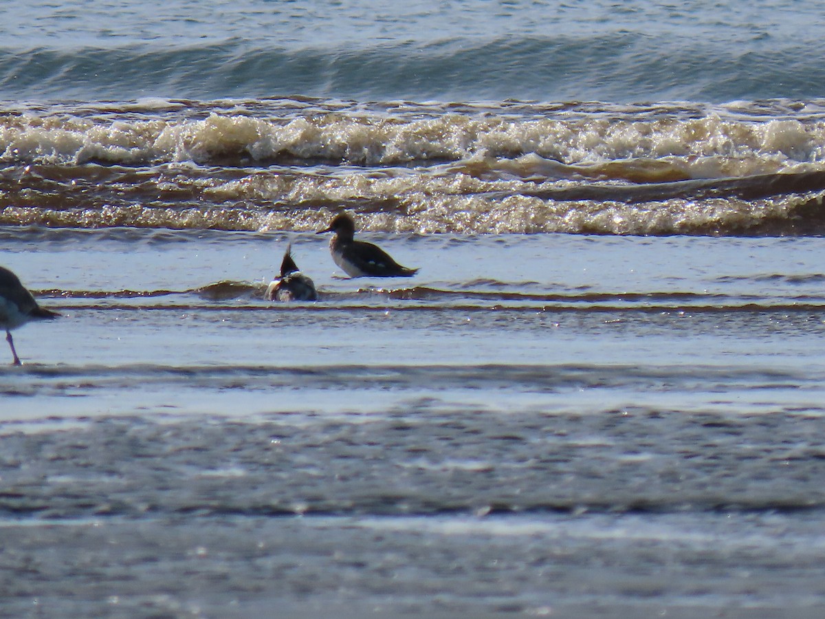 Red-breasted Merganser - ML426988891