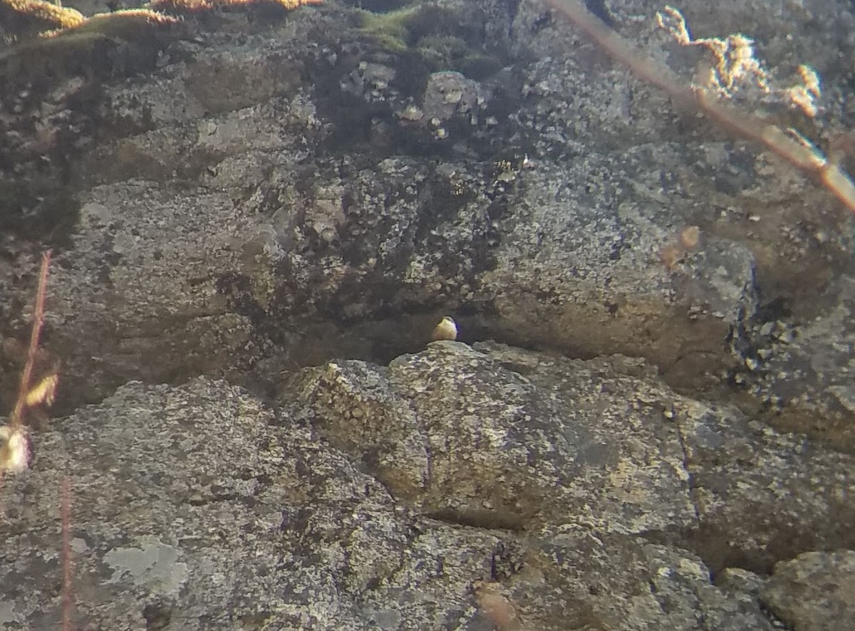 Canyon Wren - ML426989311