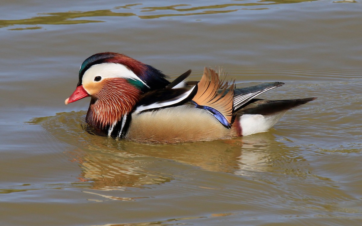 Mandarin Duck - ML426989551