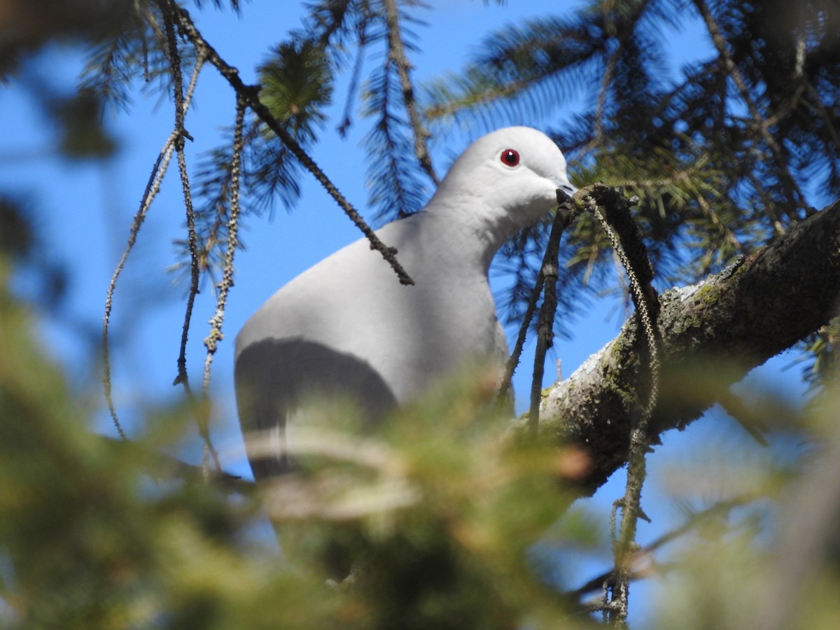 Eurasian Collared-Dove - ML426989781