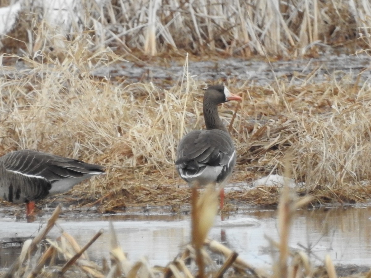 Greater White-fronted Goose - ML426990301