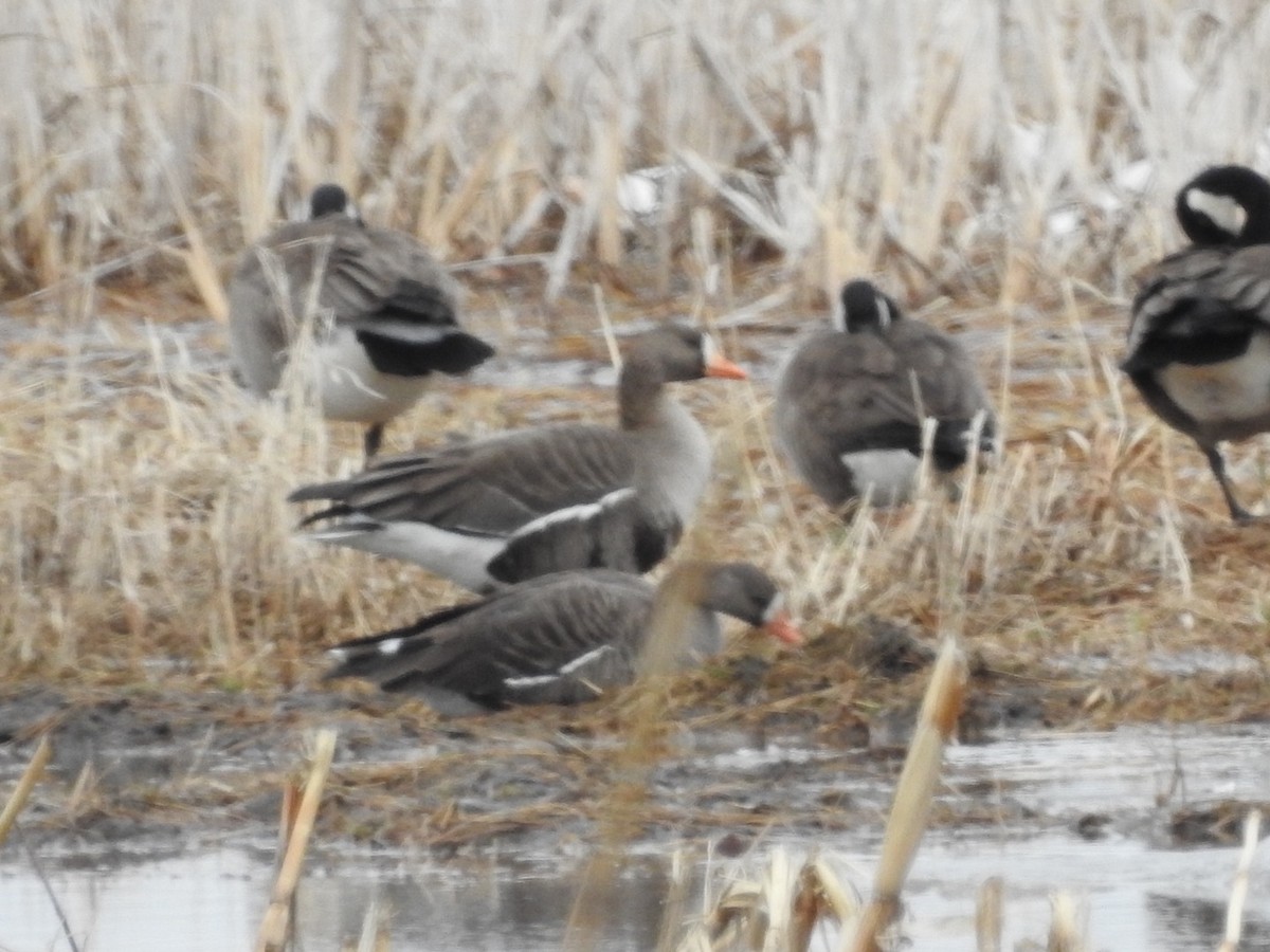 Greater White-fronted Goose - ML426990311
