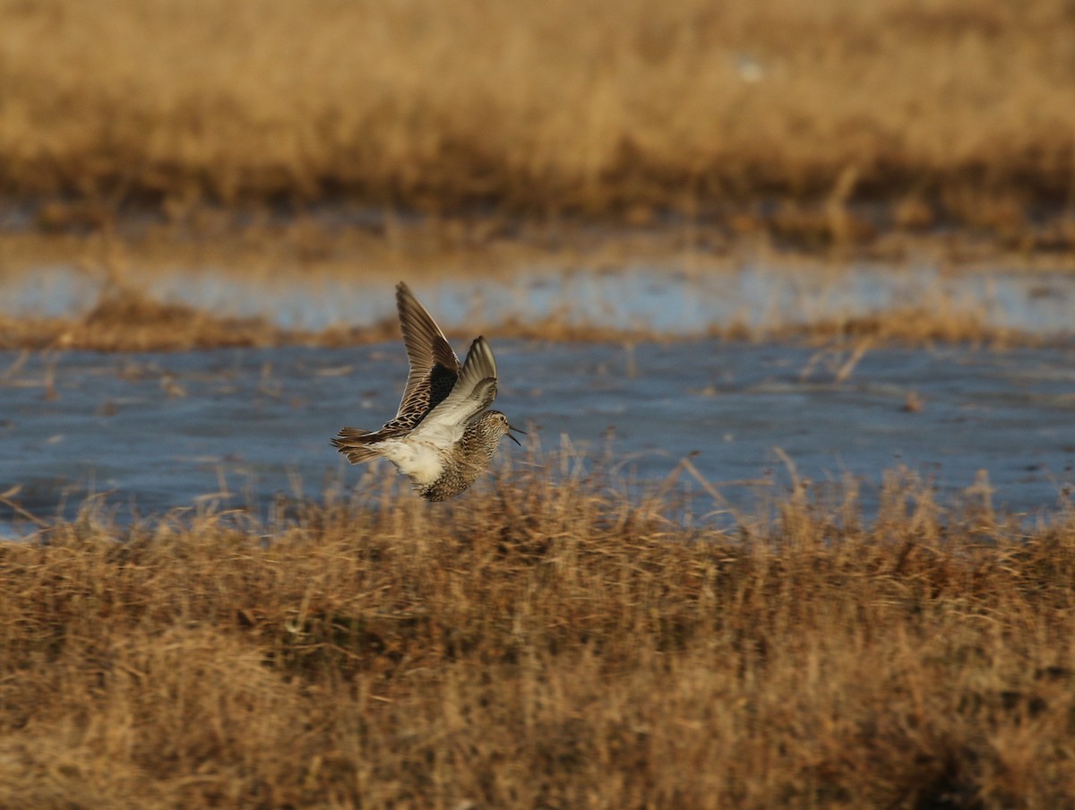 Pectoral Sandpiper - ML426990551