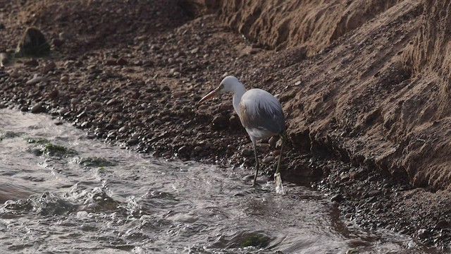 アフリカクロサギ（schistacea） - ML426990621