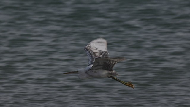 Western Reef-Heron (Eastern) - ML426990831