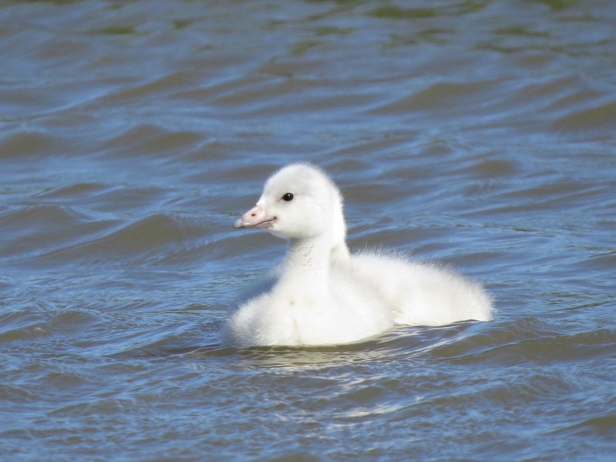 Tundra Swan - Alvan Buckley