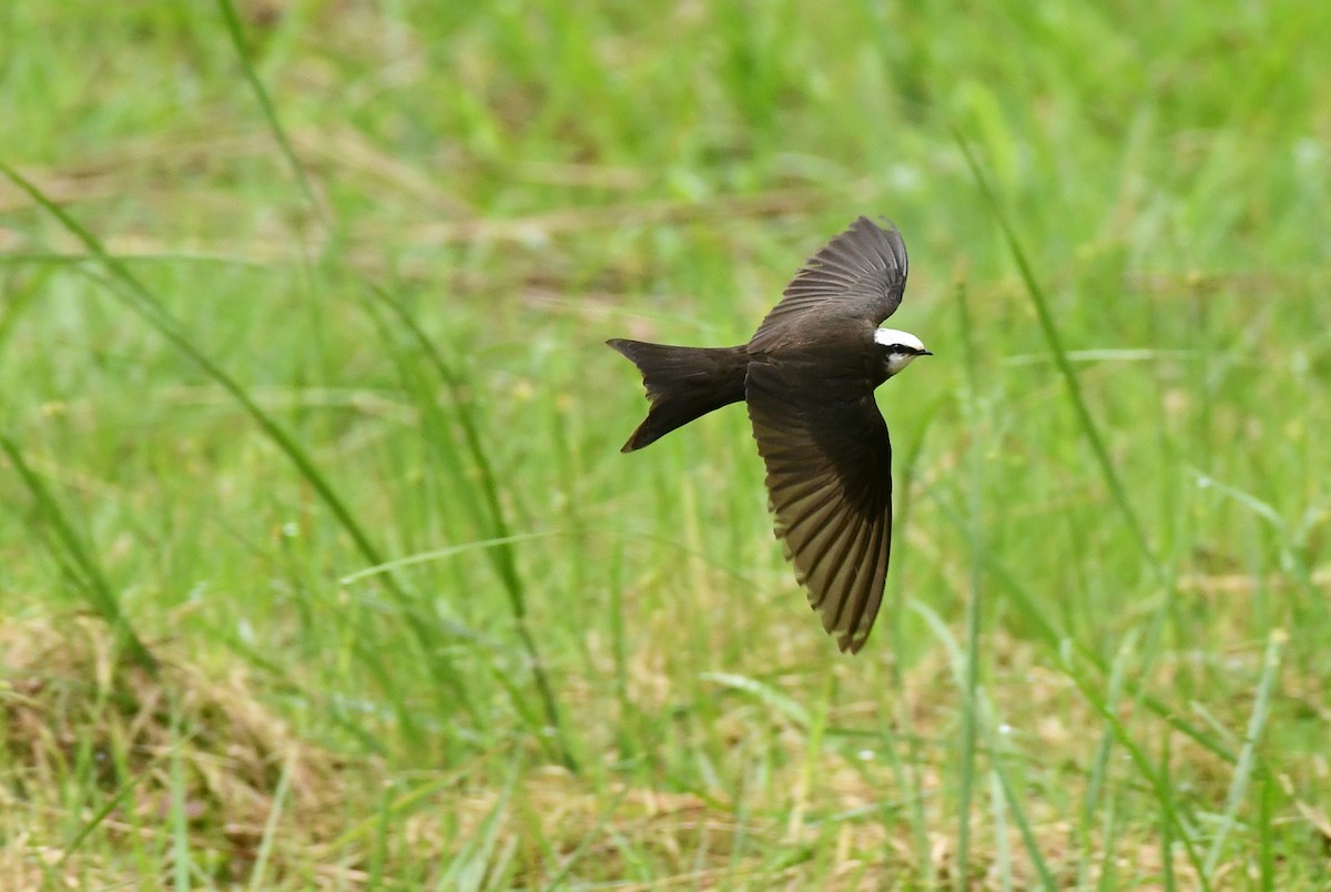 White-headed Sawwing - Joseph Walston