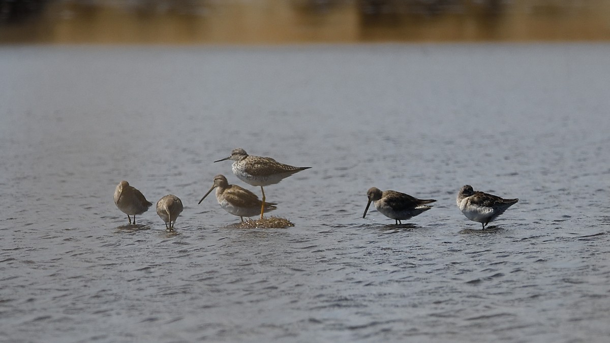 langnebbekkasinsnipe - ML426995031