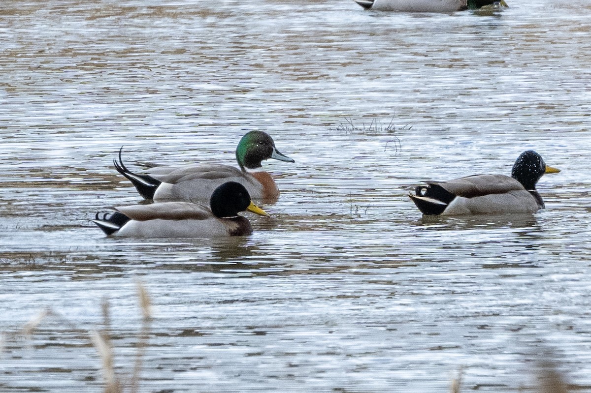 Mallard x Northern Pintail (hybrid) - ML426995111