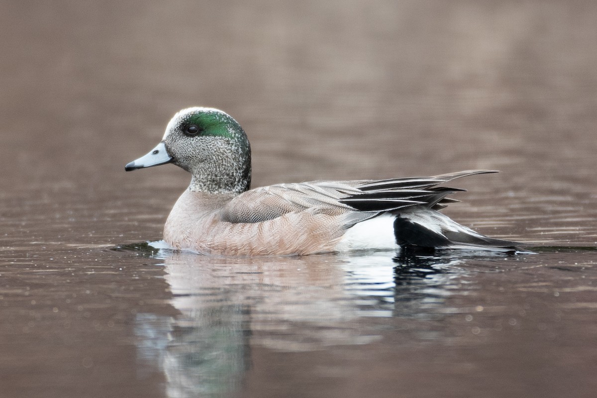 American Wigeon - ML426995461