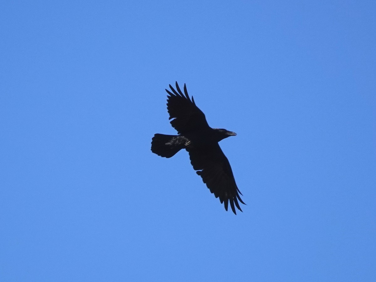 Common Raven - ML426996631
