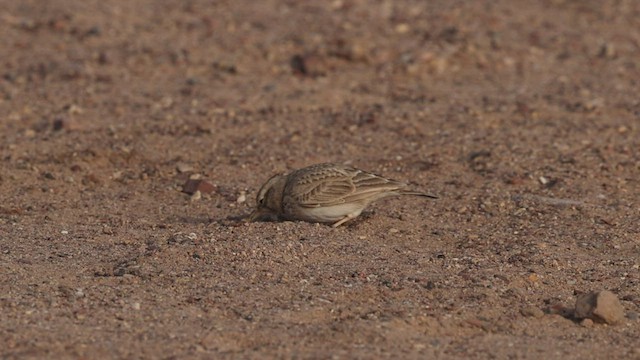 Crested Lark - ML426996731