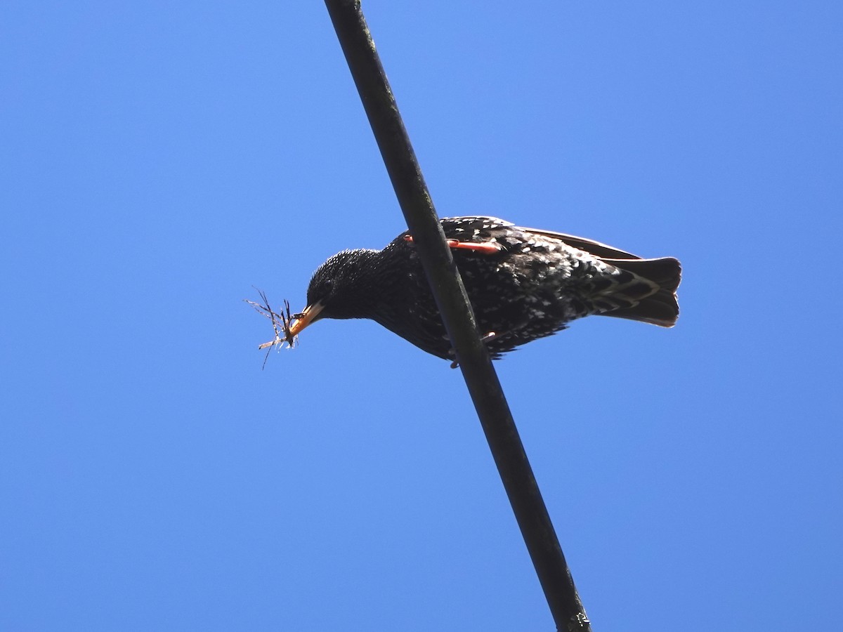 European Starling - Norman Uyeda