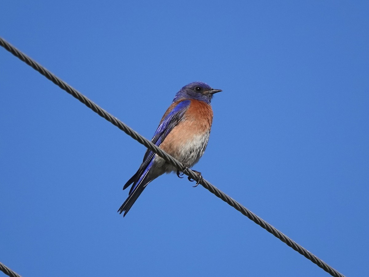 Western Bluebird - ML426996861