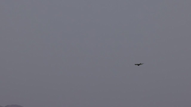 Western Marsh Harrier - ML426997341