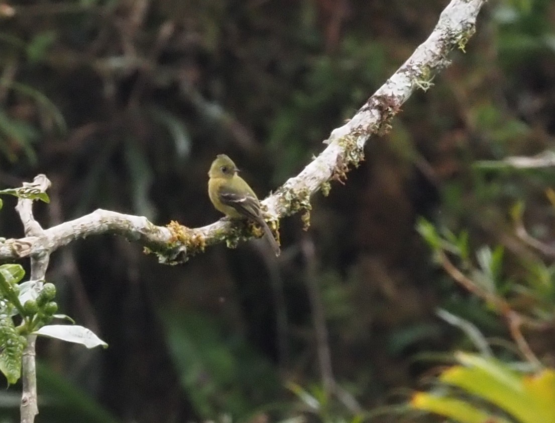 Olive Flycatcher - Stephan Lorenz