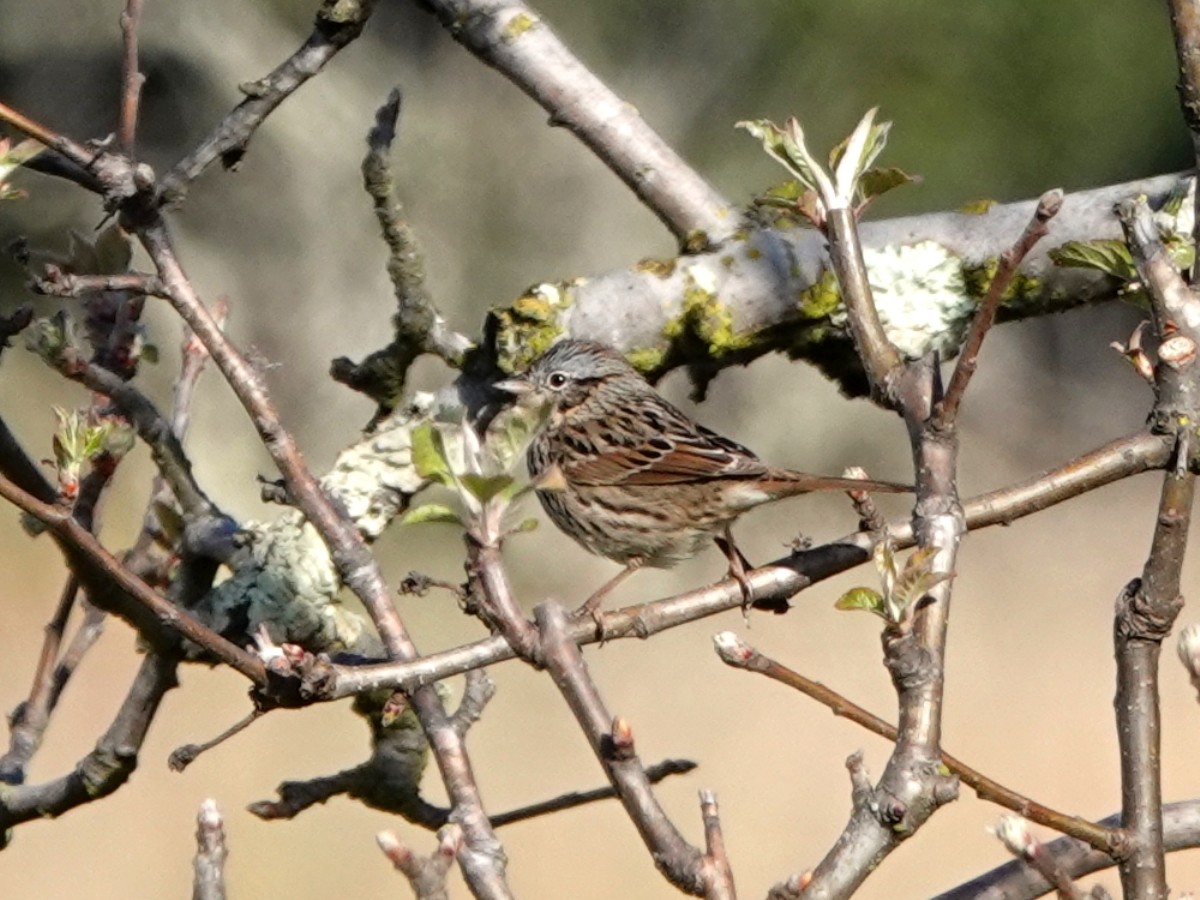 Lincoln's Sparrow - Norman Uyeda