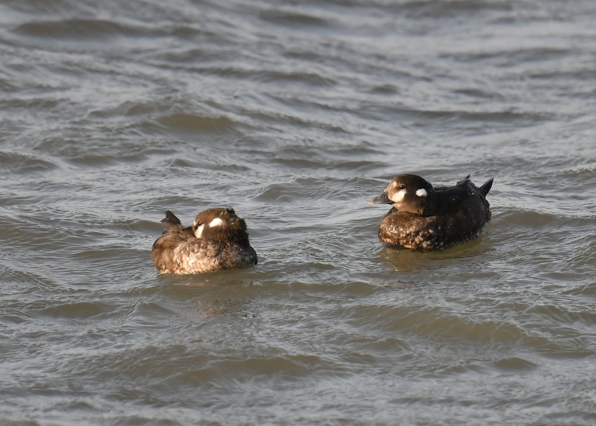 Harlequin Duck - ML426998811