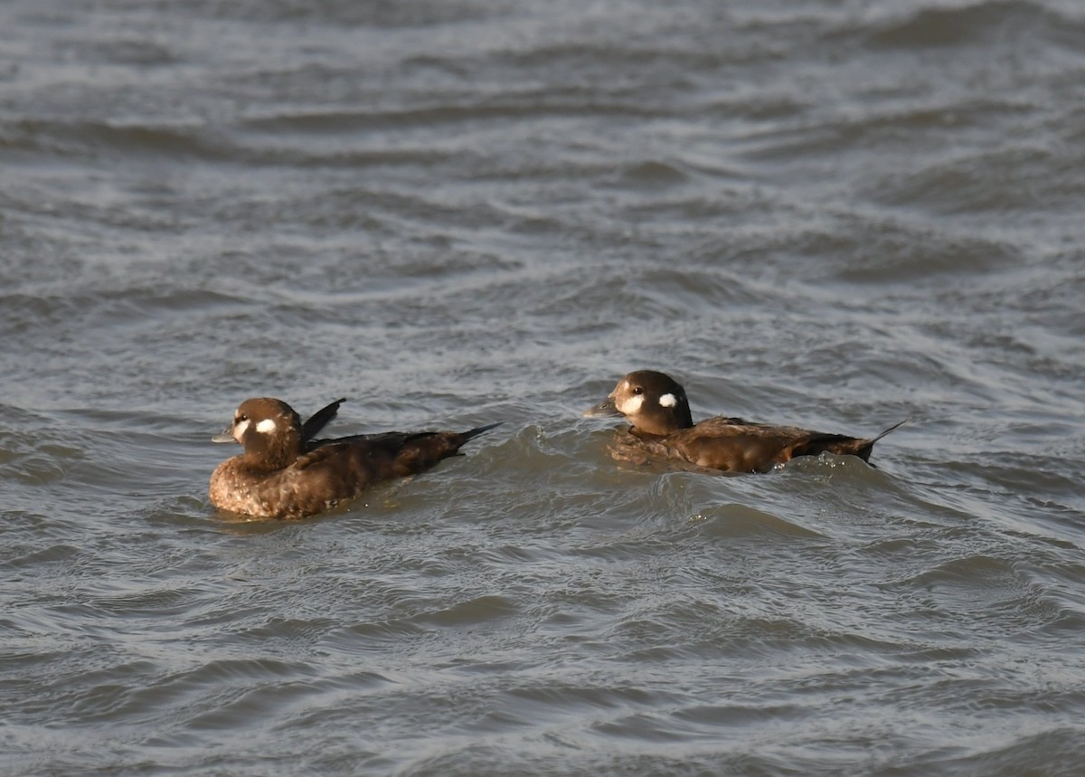 Harlequin Duck - ML426998941