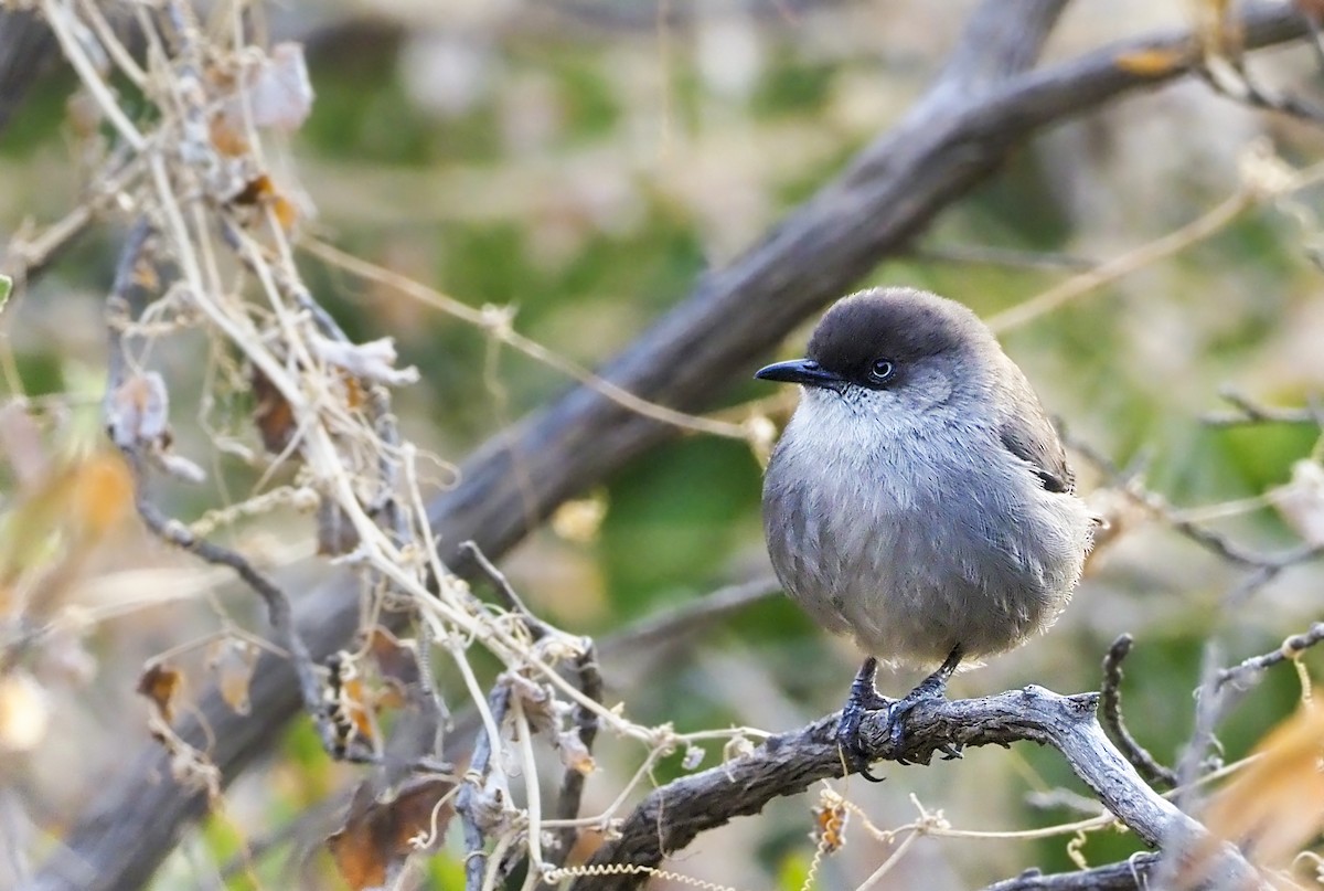 Yemen Warbler - Andrew Spencer