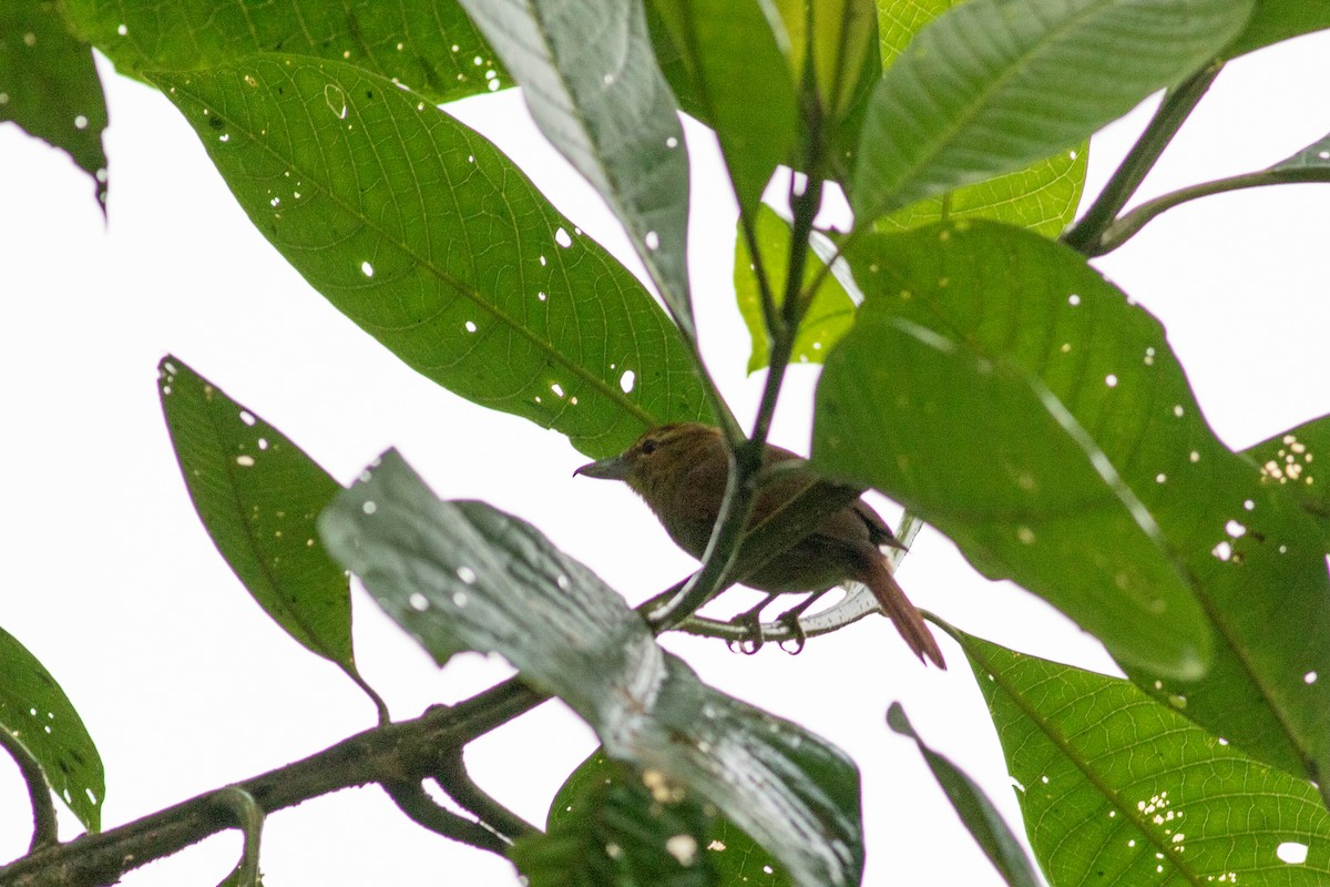 Russet Antshrike (Tawny) - ML427000451