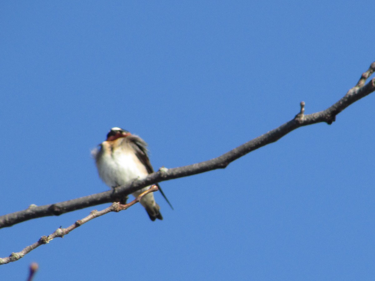 Cliff Swallow - ML427000541