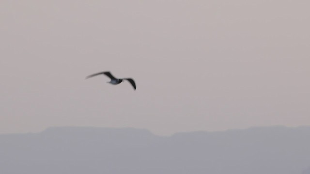 White-eyed Gull - ML427000911