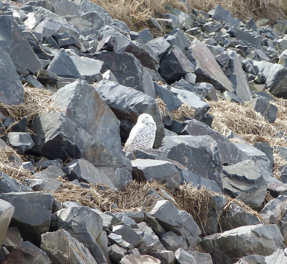 Snowy Owl - ML427001181