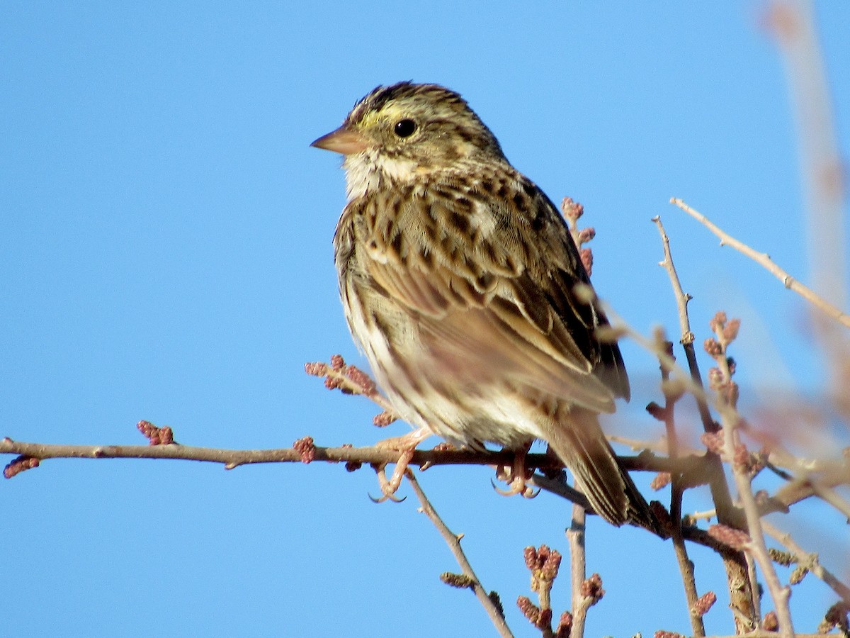 Savannah Sparrow - Adam C. Stein