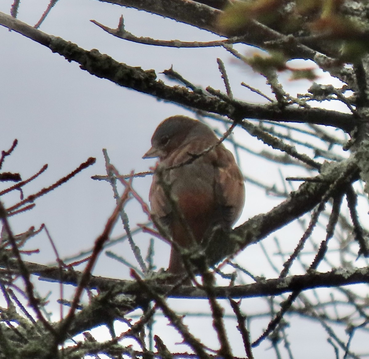 Fox Sparrow - ML427002411