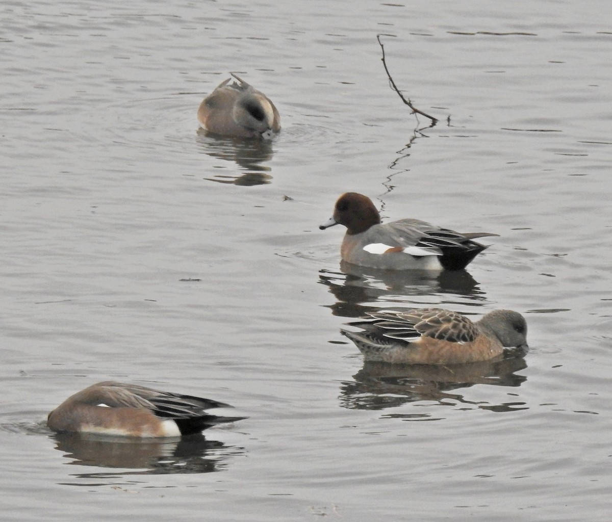 Eurasian Wigeon - Charles Boley