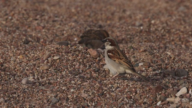 House Sparrow - ML427003111