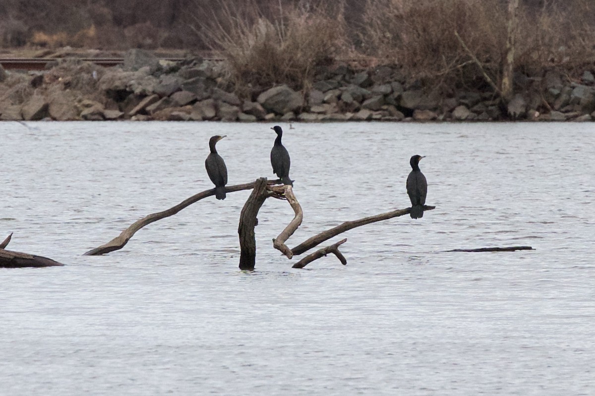 Double-crested Cormorant - ML427006161