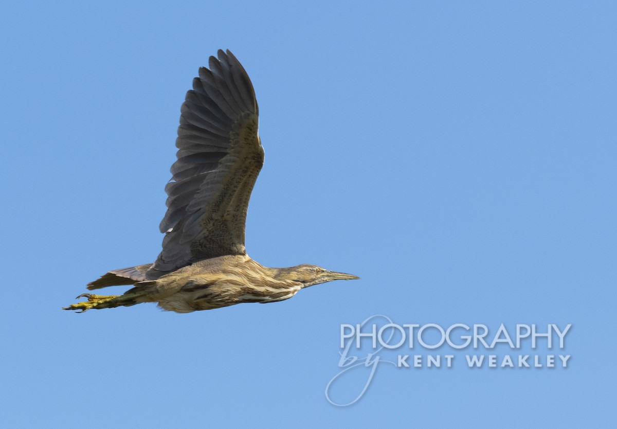 American Bittern - ML427006261