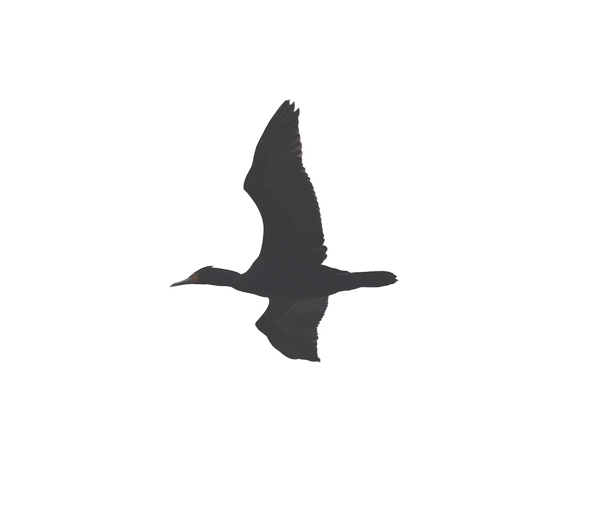 Double-crested Cormorant - Ryan Serio
