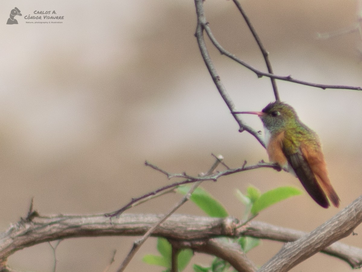 Amazilia Hummingbird - Carlos Alberto Cóndor Vidaurre