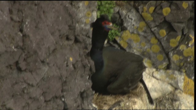 Red-faced Cormorant - ML427010