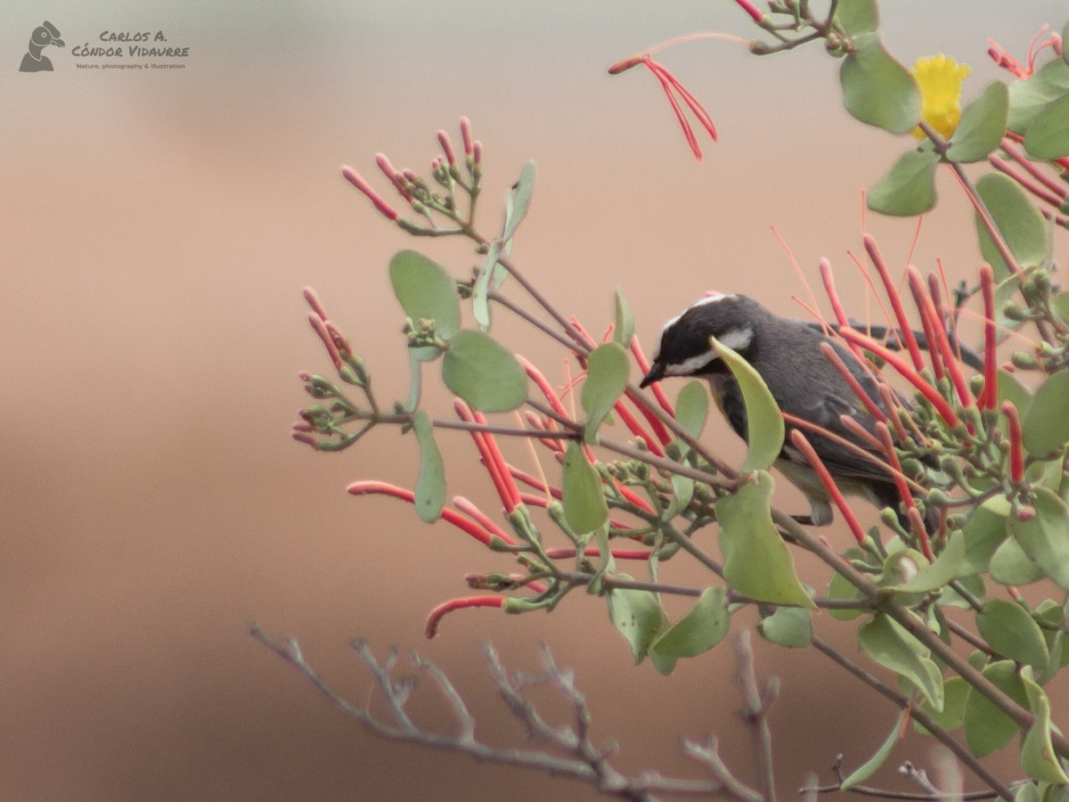 Zuckervogel - ML427010291