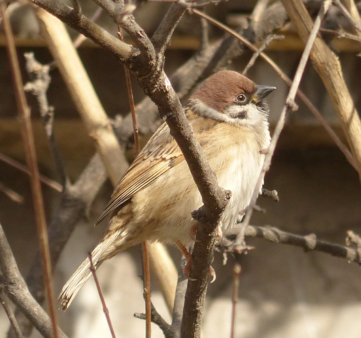 Eurasian Tree Sparrow - ML42701061