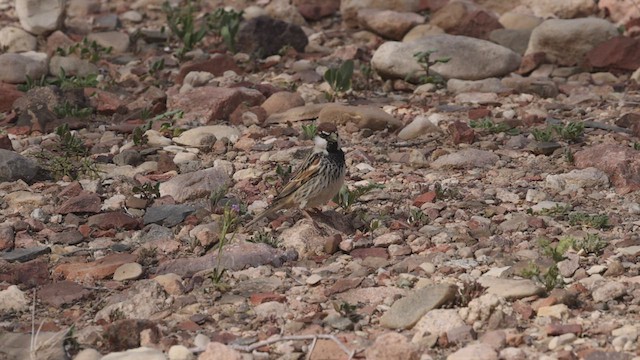 Spanish Sparrow - ML427011021