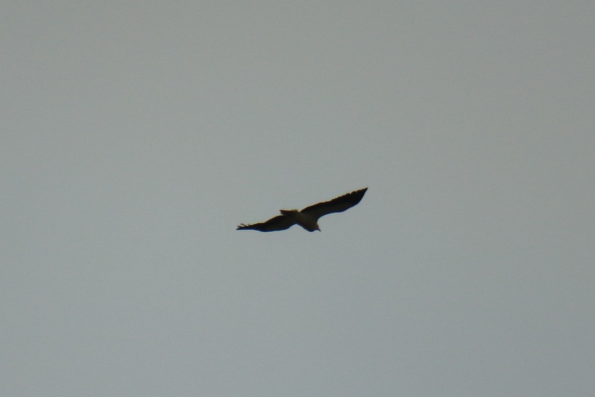 Egyptian Vulture - ML427011791