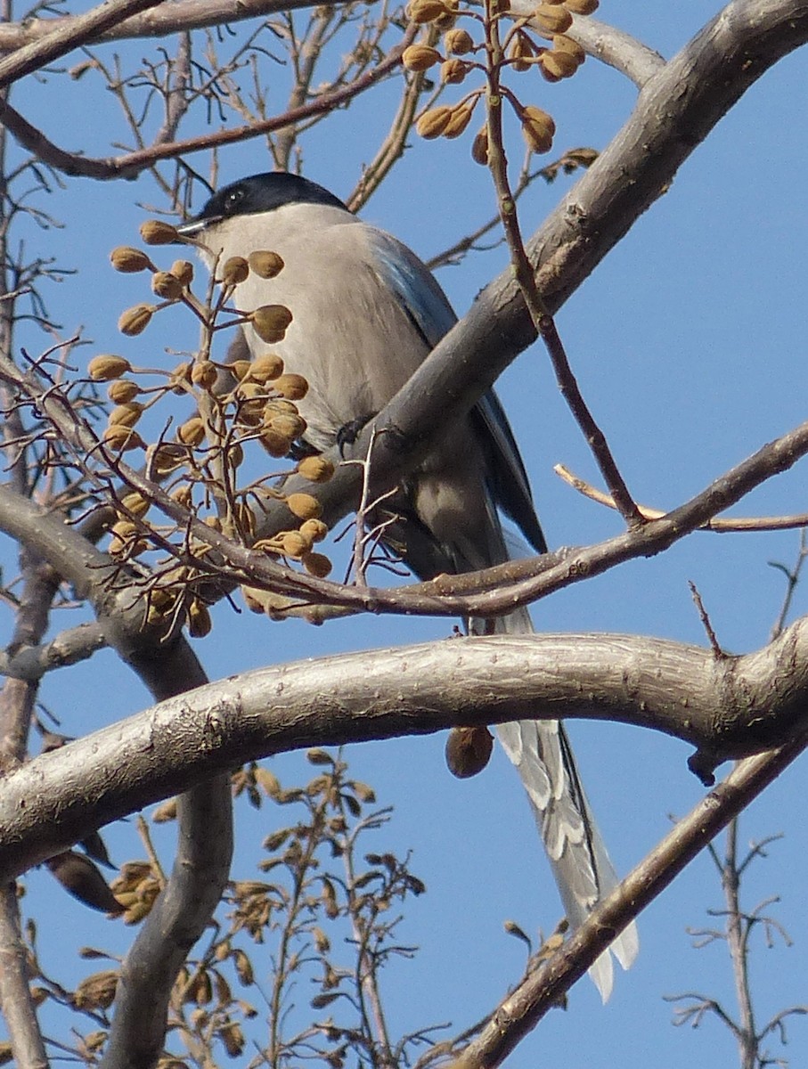 Azure-winged Magpie - ML42701181